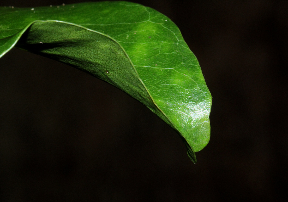 Inhambanella henriquesii
