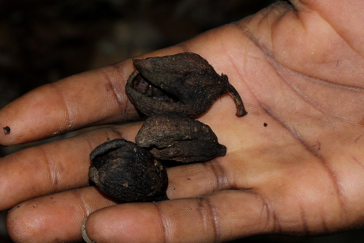 Inhambanella henriquesii