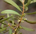 Euclea crispa subsp. crispa