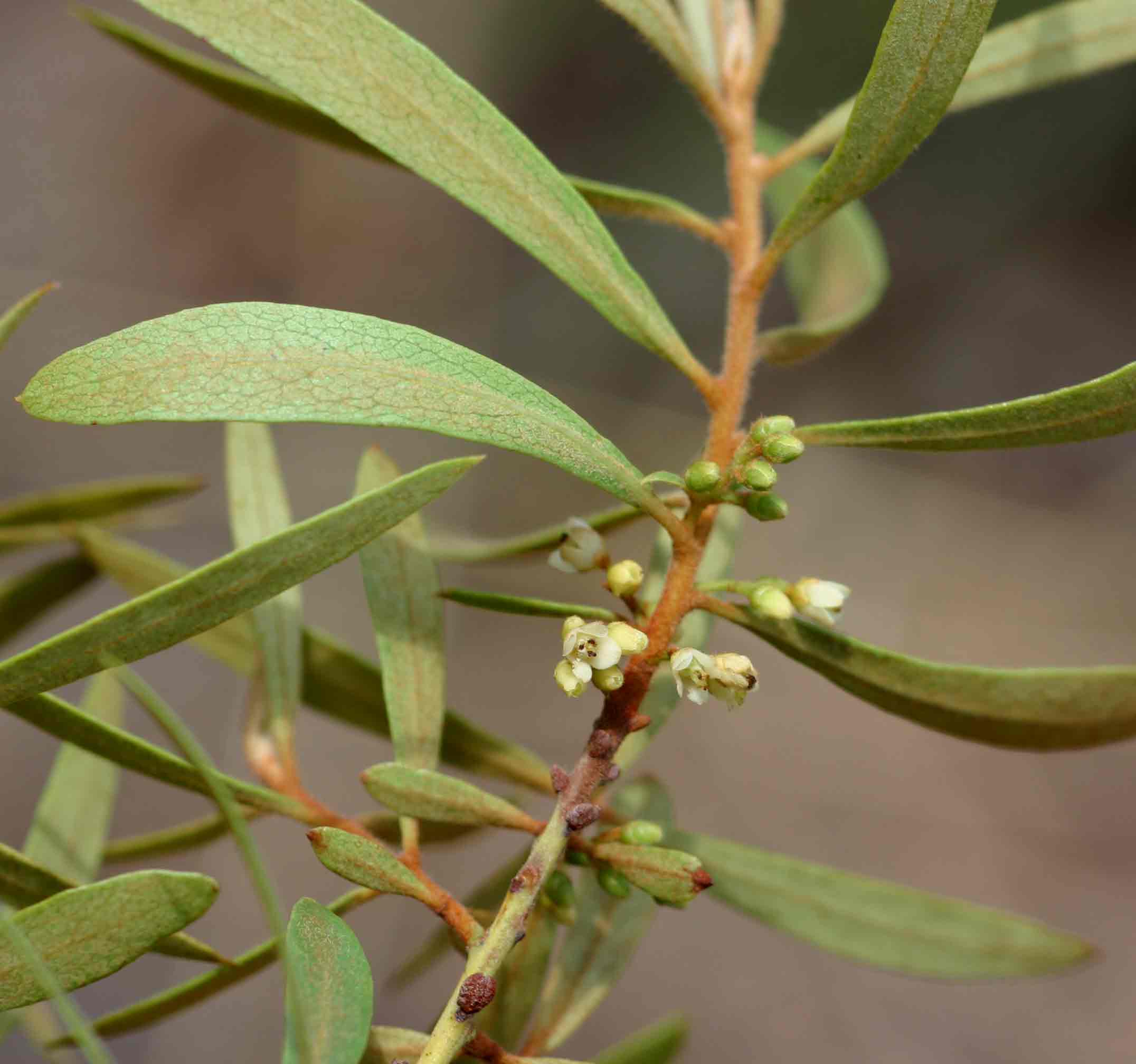 Euclea crispa subsp. crispa
