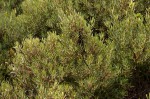 Euclea crispa subsp. crispa