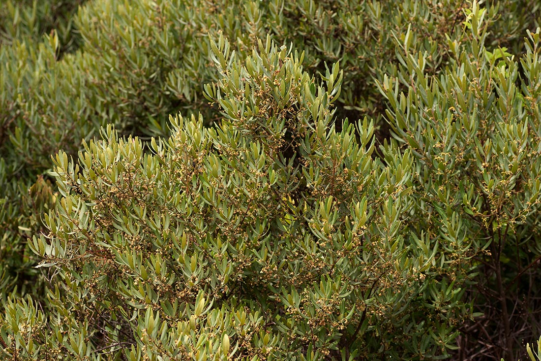 Euclea crispa subsp. crispa