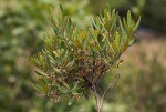 Euclea crispa subsp. crispa