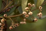 Euclea crispa subsp. crispa