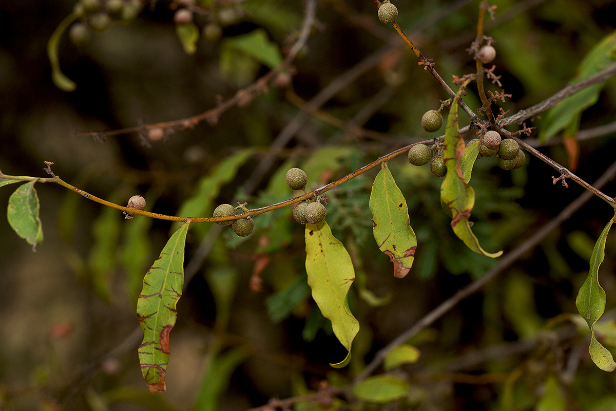 Euclea divinorum
