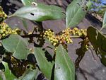 Euclea natalensis subsp. acutifolia