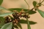 Euclea natalensis subsp. acutifolia