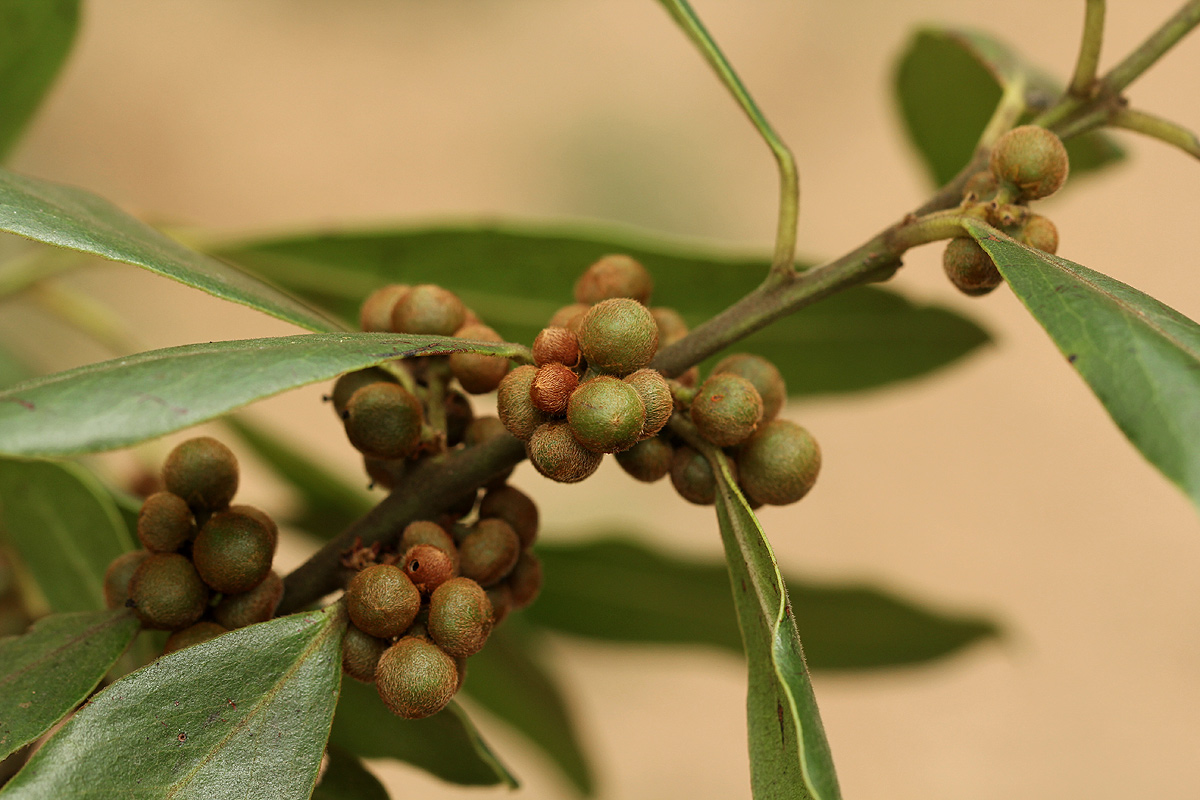 Euclea natalensis subsp. acutifolia