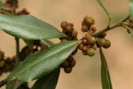 Euclea natalensis subsp. acutifolia