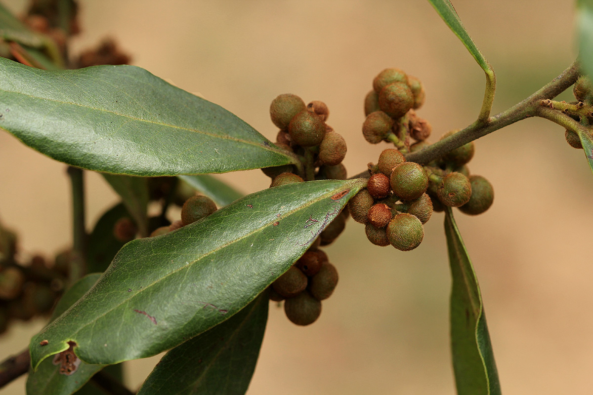 Euclea natalensis subsp. acutifolia