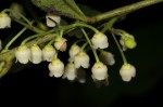 Euclea schimperi