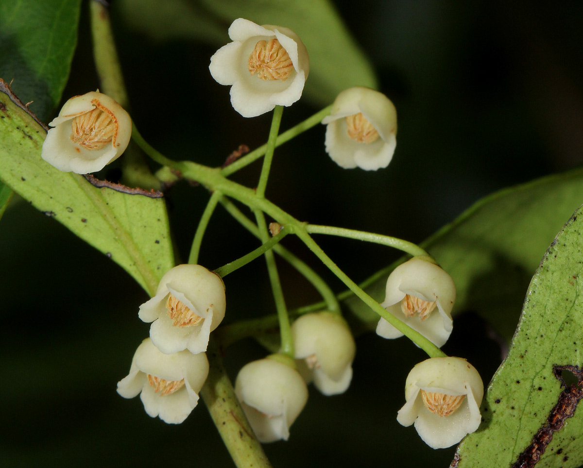 Euclea schimperi