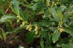 Euclea schimperi