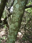 Euclea schimperi