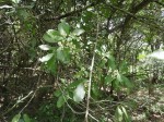 Euclea schimperi