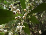 Euclea schimperi