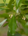 Euclea schimperi