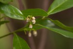 Euclea schimperi