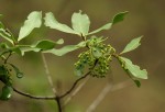 Euclea schimperi