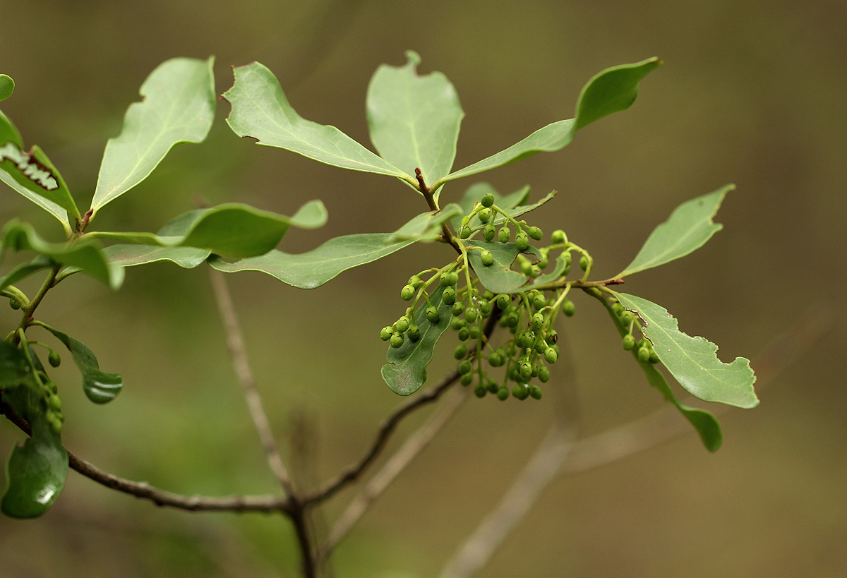 Euclea schimperi