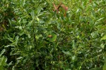 Euclea schimperi