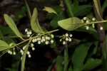 Euclea schimperi