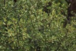 Euclea undulata