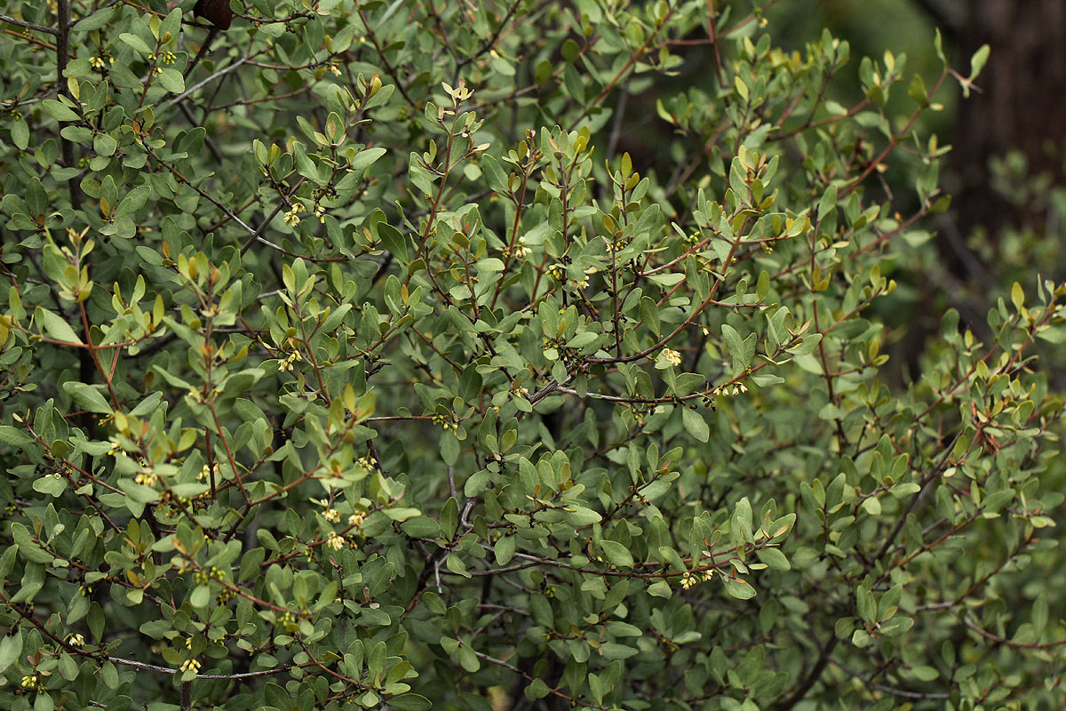 Euclea undulata