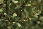 Euclea undulata