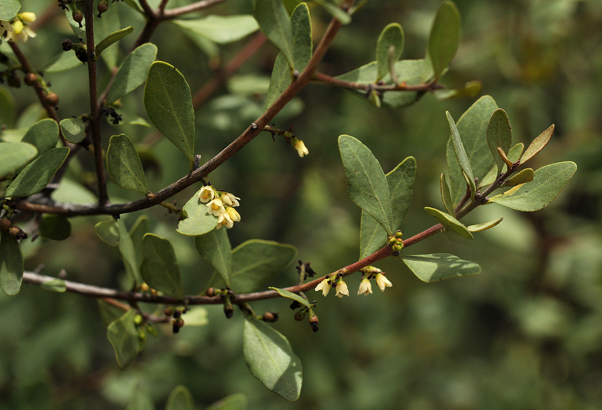 Euclea undulata
