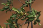 Euclea undulata