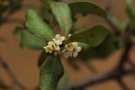 Euclea undulata