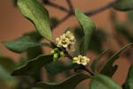 Euclea undulata