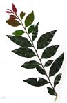 Diospyros abyssinica subsp. abyssinica