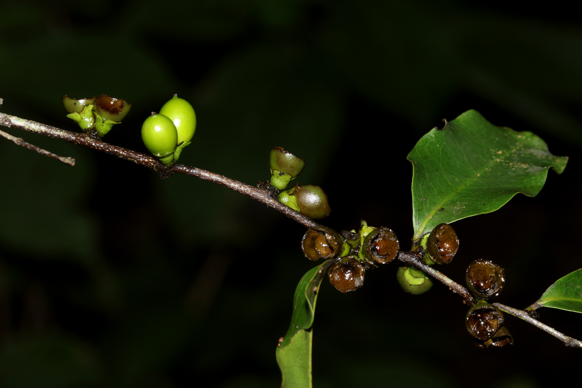 Diospyros abyssinica subsp. abyssinica