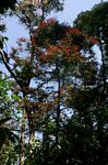 Diospyros abyssinica subsp. abyssinica