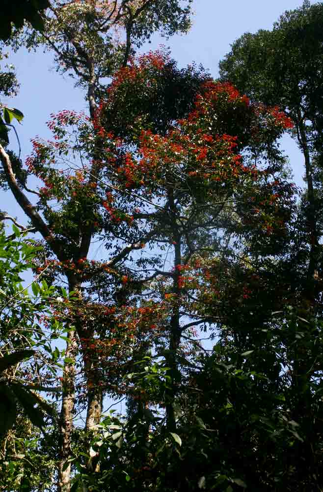 Diospyros abyssinica subsp. abyssinica