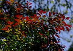 Diospyros abyssinica subsp. abyssinica