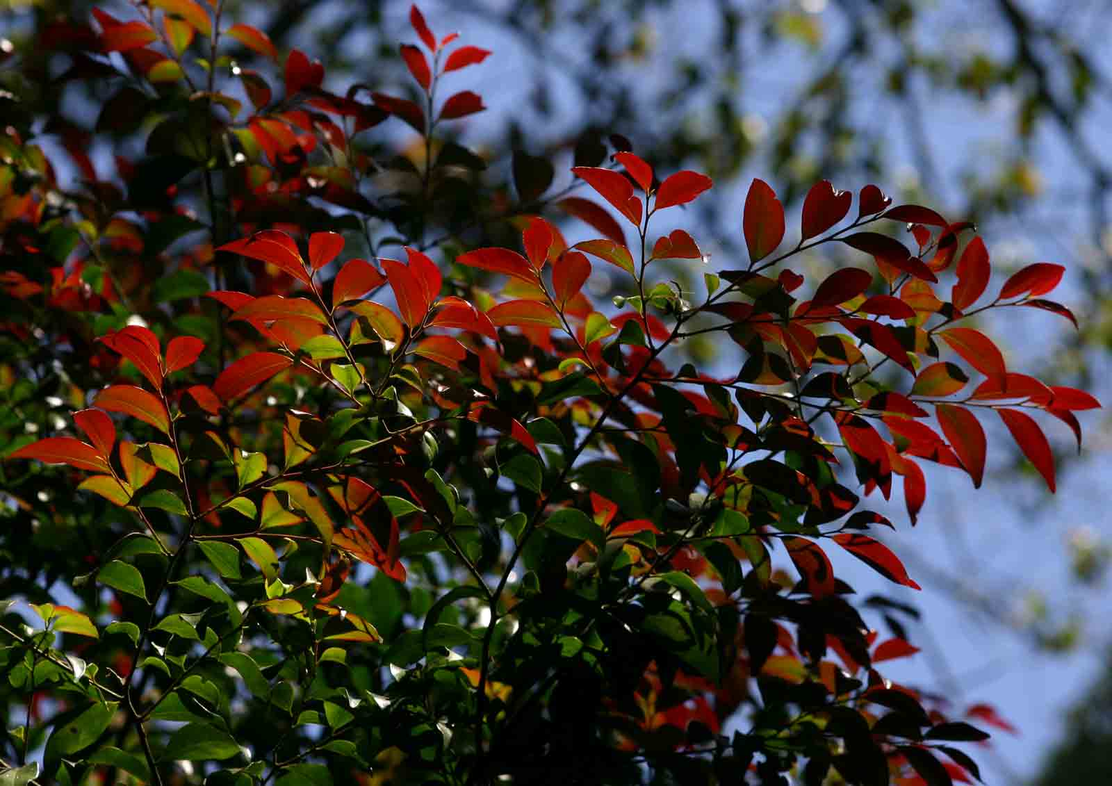 Diospyros abyssinica subsp. abyssinica