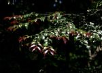 Diospyros abyssinica subsp. abyssinica