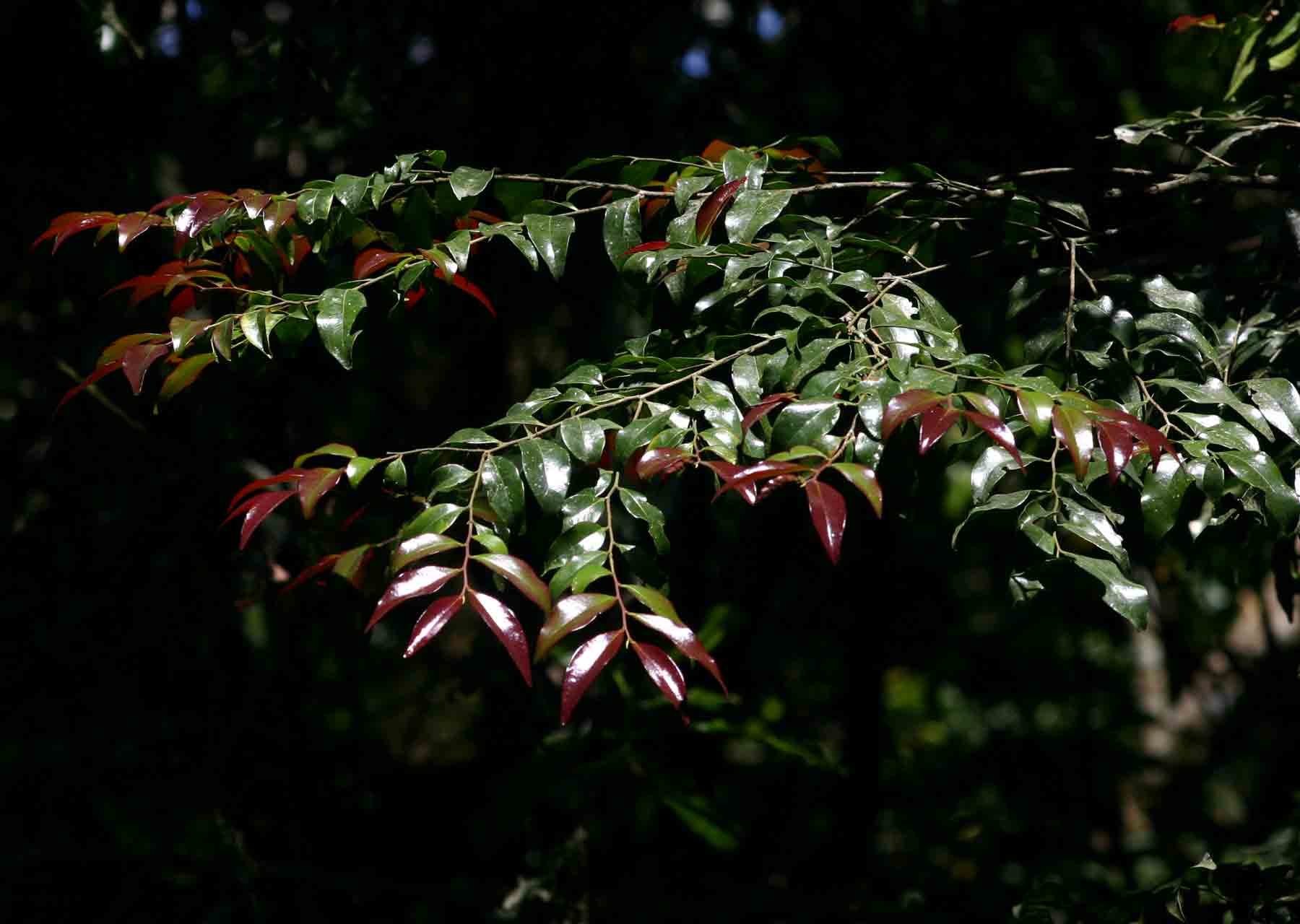 Diospyros abyssinica subsp. abyssinica