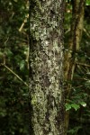 Diospyros abyssinica subsp. abyssinica