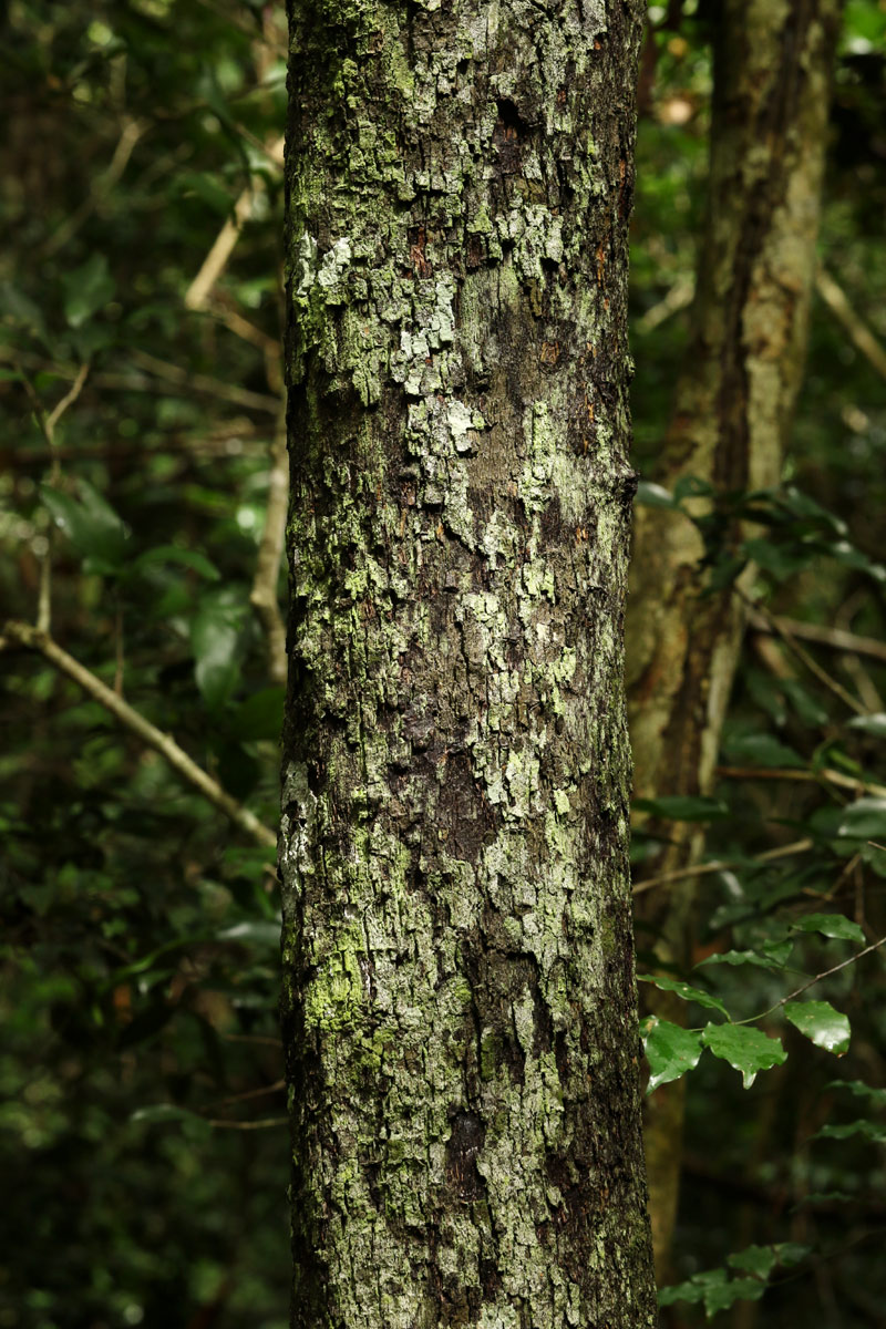 Diospyros abyssinica subsp. abyssinica