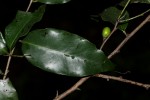 Diospyros abyssinica subsp. abyssinica