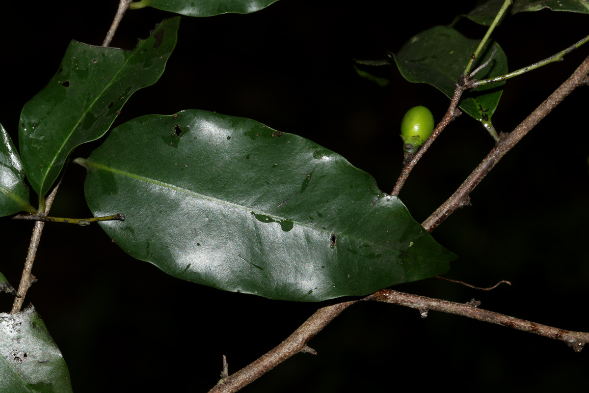 Diospyros abyssinica subsp. abyssinica
