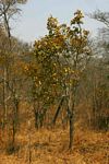 Diospyros kirkii