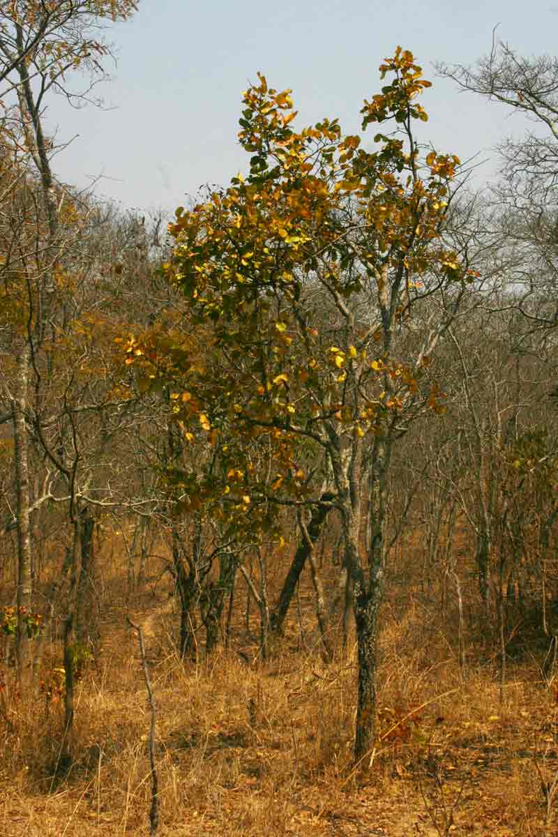 Diospyros kirkii