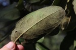 Diospyros kirkii