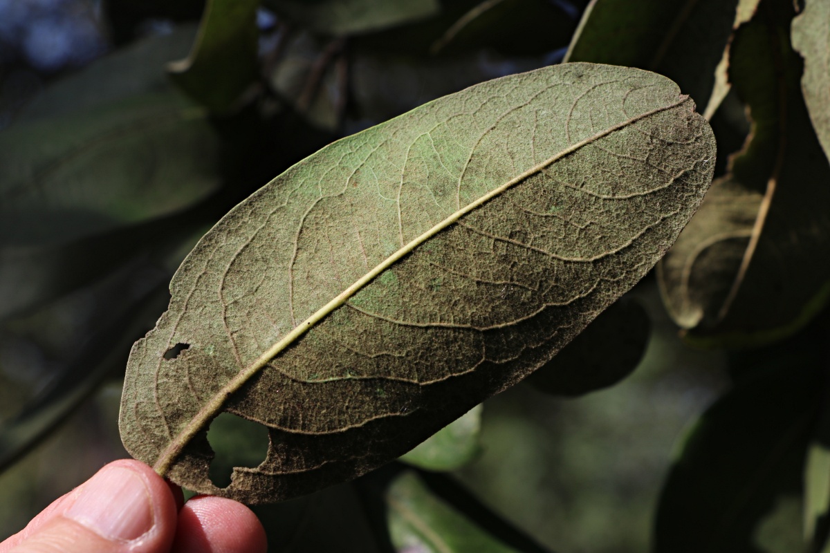 Diospyros kirkii
