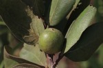 Diospyros kirkii